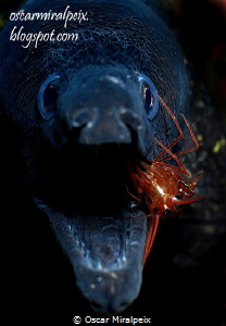 moray eel and cleaner shrimp by Oscar Miralpeix 